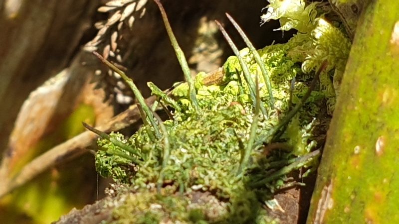Dendroceros validus, photographed by Andrew Thornhill