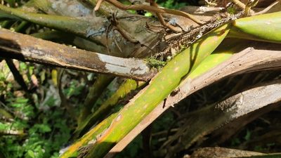Dendroceros validus, photographed by Andrew Thornhill