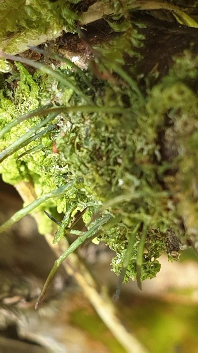 Dendroceros validus, photographed by Andrew Thornhill