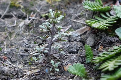 Veronica cupressoides, photographed by John Barkla