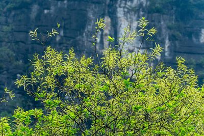 Salix tetrasperma, photographed by Shawn O'Donnell