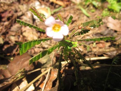 Biophytum dendroides, photographed by Eric Knight