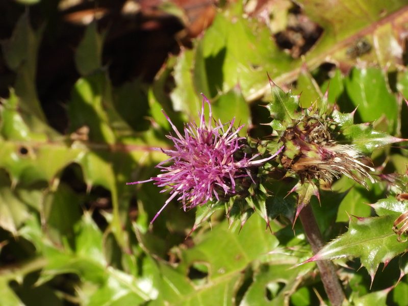 Cirsium maritimum, photographed by desertnaturalist