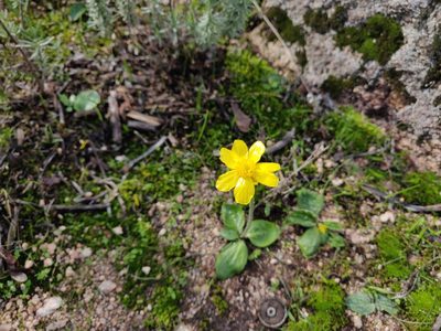 Ranunculus bullatus, photographed by Davide Puddu