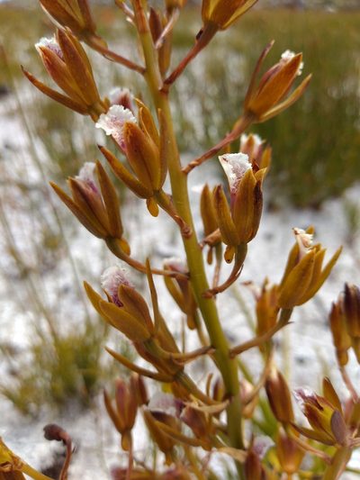 Eulophia tristis, photographed by Seth Musker