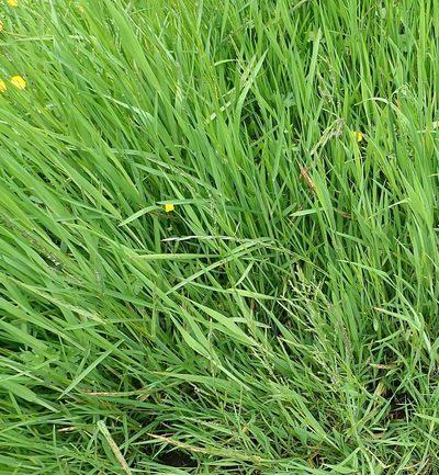 Glyceria declinata, photographed by John Steel