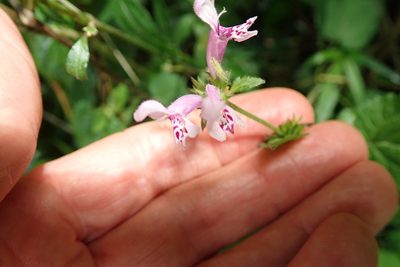 Stachys tubulosa, photographed by Peter Warren