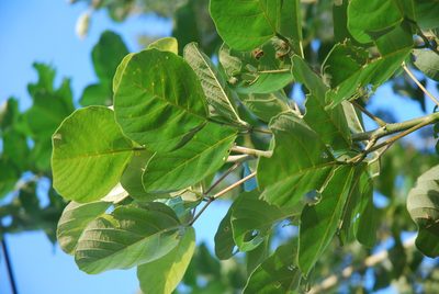 Erythrina fusca, photographed by Quentin Groom