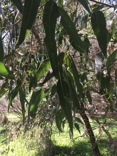 Eucalyptus rudis, photographed by Samuel Brown