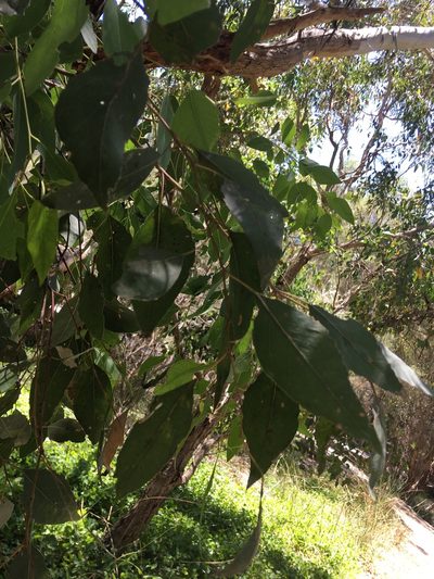 Eucalyptus rudis, photographed by Samuel Brown