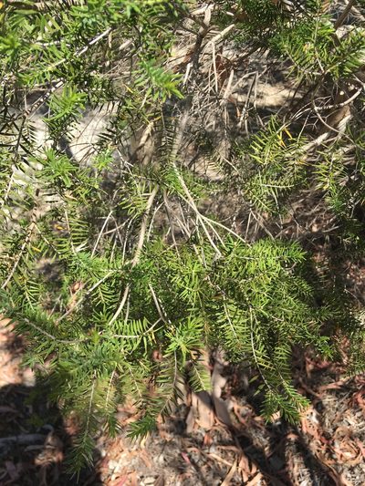 Melaleuca preissiana, photographed by Samuel Brown