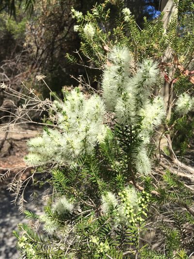 Melaleuca preissiana, photographed by Samuel Brown