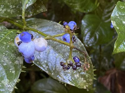 Palicourea brachiata, photographed by Andrew Lih