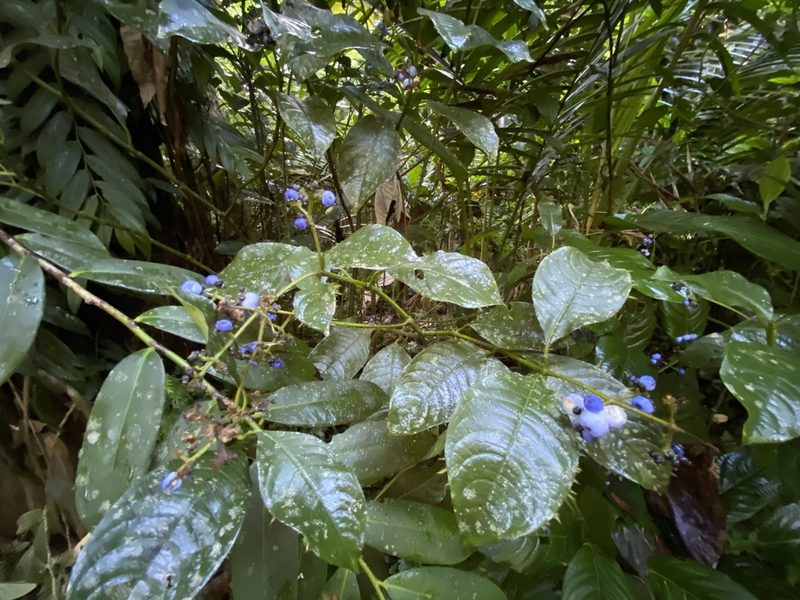 Palicourea brachiata, photographed by Andrew Lih