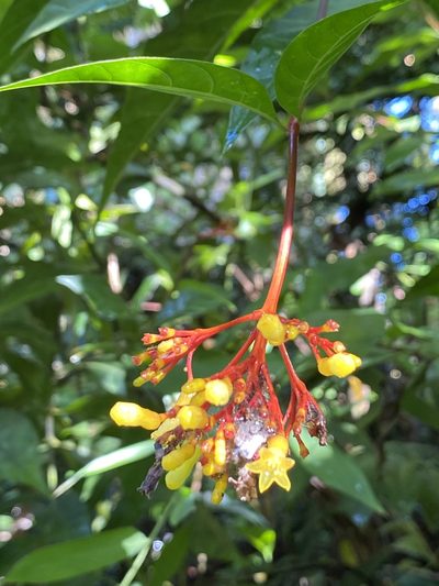 Palicourea croceoides, photographed by Andrew Lih