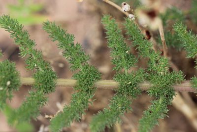 Cynorhiza meifolia, photographed by Cecile Roux