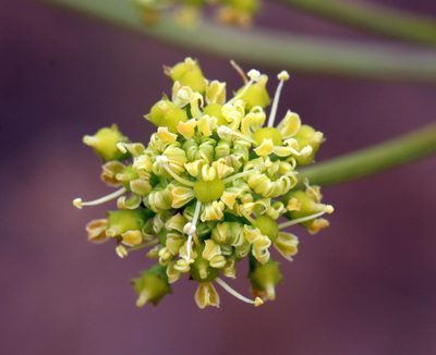 Cynorhiza meifolia, photographed by Cecile Roux