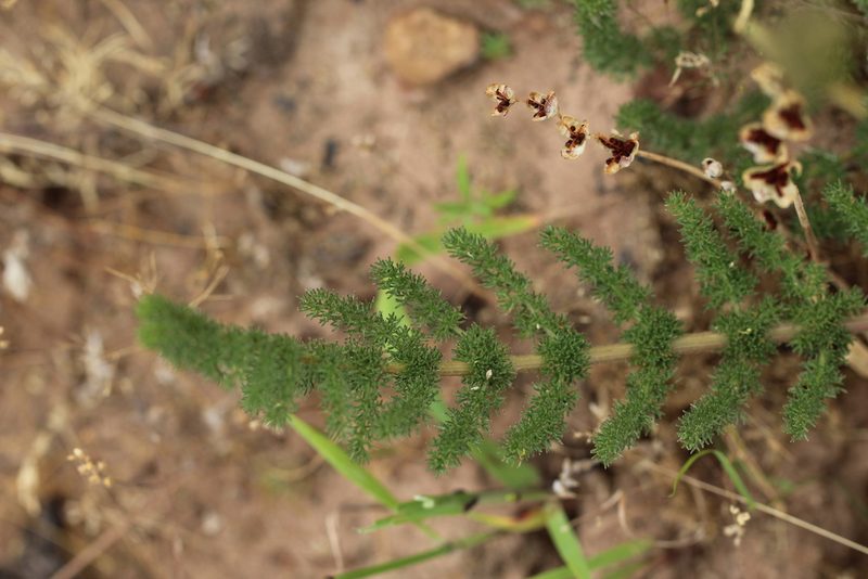 Cynorhiza meifolia, photographed by Cecile Roux
