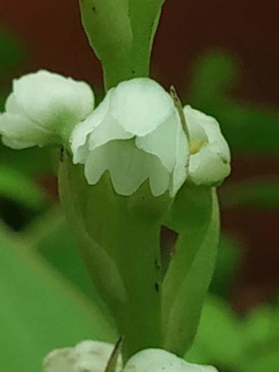 Peristylus lawii, photographed by S.MORE