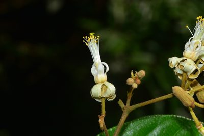 Grewia umbellifera, photographed by S.MORE