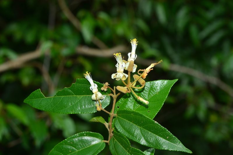 Grewia umbellifera, photographed by S.MORE