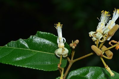 Grewia umbellifera, photographed by S.MORE