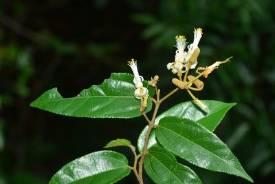 Grewia umbellifera, photographed by S.MORE