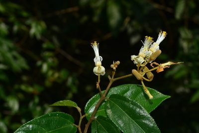 Grewia umbellifera, photographed by S.MORE