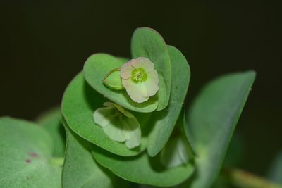 Euphorbia pycnostegia, photographed by S.MORE
