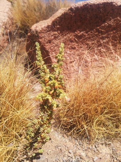 Senecio nutans, photographed by Aira Francisca Faúndez Fallau