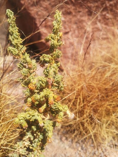 Senecio nutans, photographed by Aira Francisca Faúndez Fallau