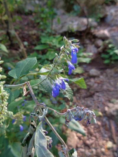 Salvia urolepis, photographed by Luc Wyn