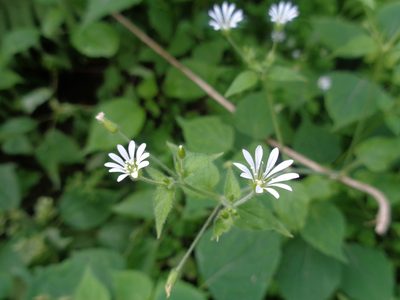 Stellaria cuspidata, photographed by Luc Wyn