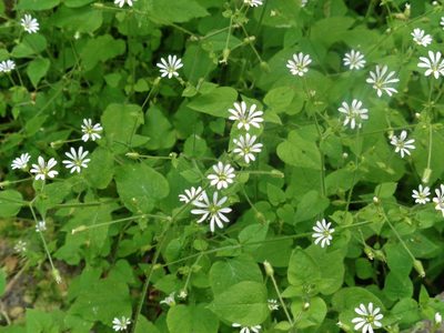 Stellaria cuspidata, photographed by Luc Wyn