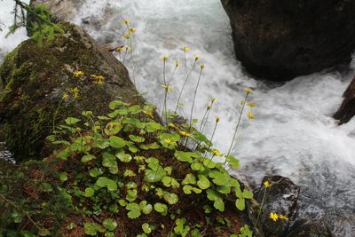 Dolichorrhiza renifolia, photographed by Dmitriy Bochkov