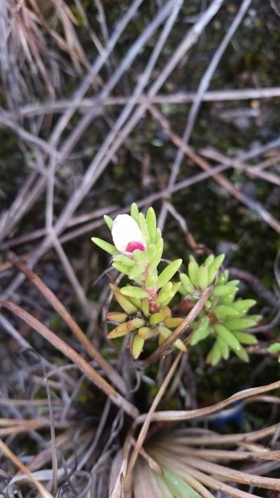 Portulaca sclerocarpa, photographed by cwarneke