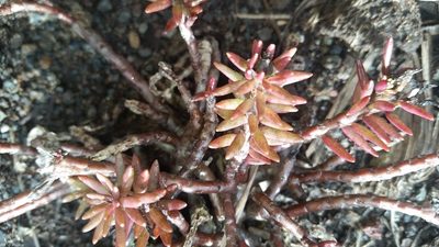 Portulaca sclerocarpa, photographed by cwarneke