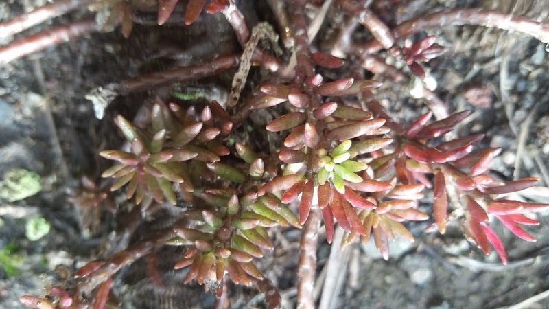 Portulaca sclerocarpa, photographed by cwarneke