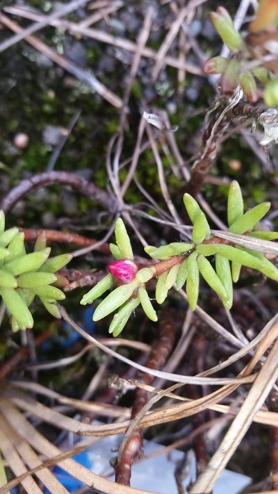 Portulaca sclerocarpa, photographed by cwarneke