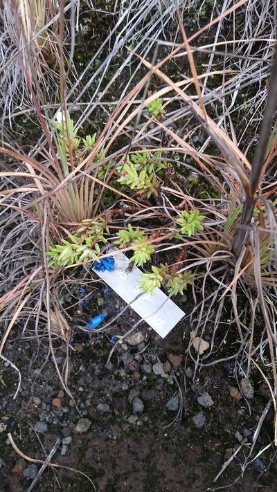 Portulaca sclerocarpa, photographed by cwarneke