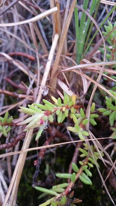 Portulaca sclerocarpa, photographed by cwarneke