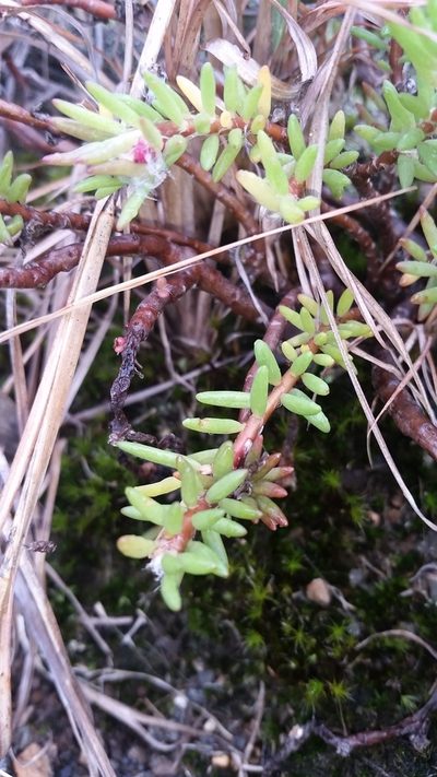 Portulaca sclerocarpa, photographed by cwarneke