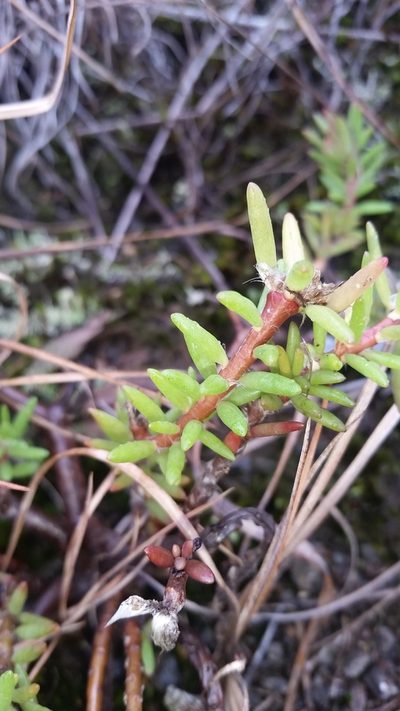 Portulaca sclerocarpa, photographed by cwarneke