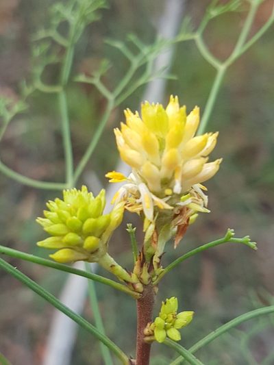 Petrophile pedunculata, photographed by Vale Jenny Conolly