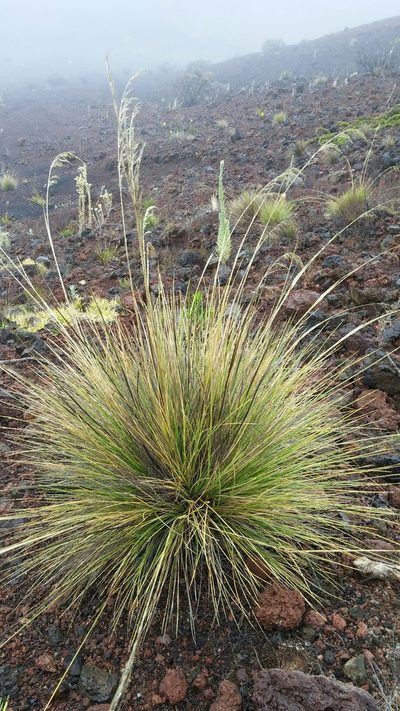 Deschampsia nubigena, photographed by Riley Pollom