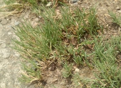 Muhlenbergia fastigiata, photographed by Alfredo F. Fuentes Claros