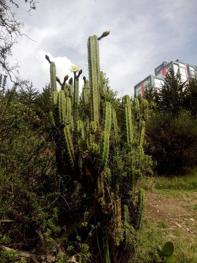 Trichocereus bridgesii, photographed by Alfredo F. Fuentes Claros