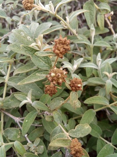 Buddleja aromatica, photographed by Alfredo F. Fuentes Claros