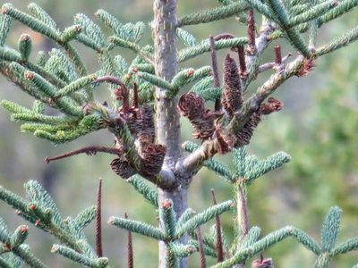 Abies vejarii, photographed by Alejandro Arguelles