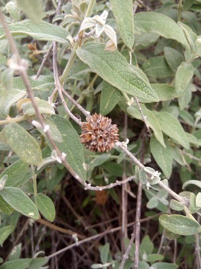 Buddleja aromatica, photographed by Alfredo F. Fuentes Claros